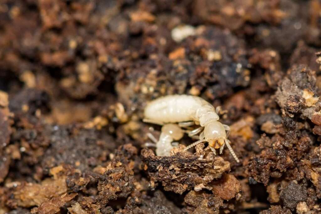 termite