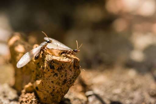 termite