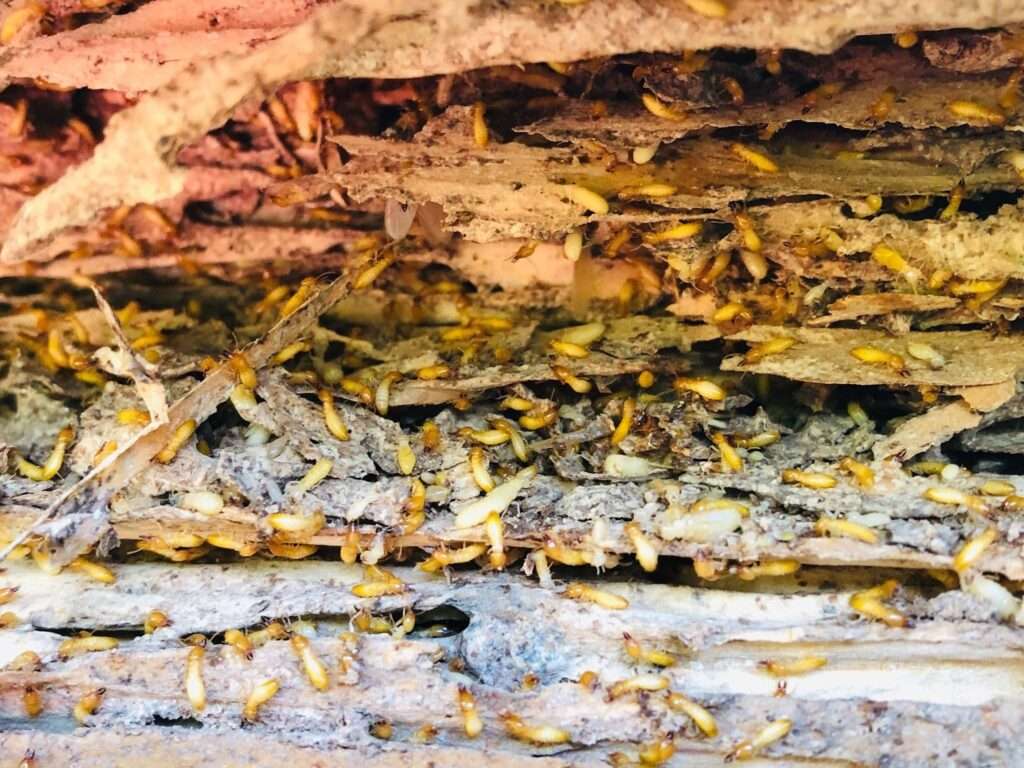 termite