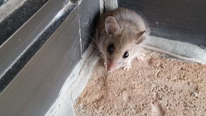 house mice