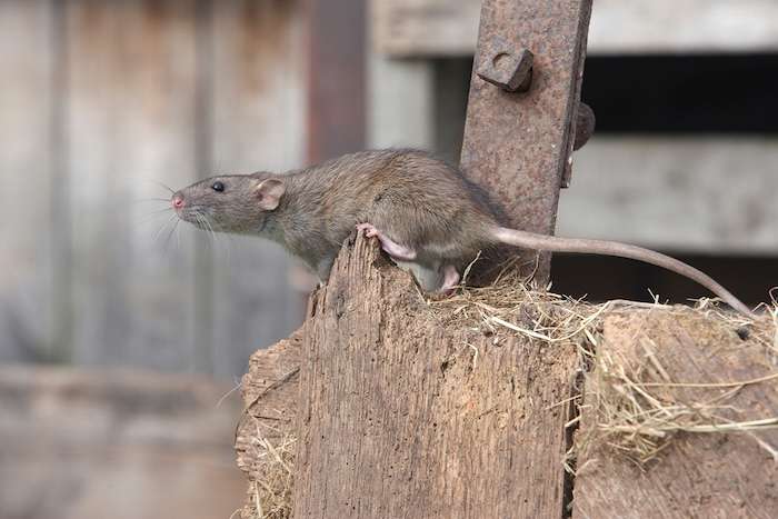 norway rats