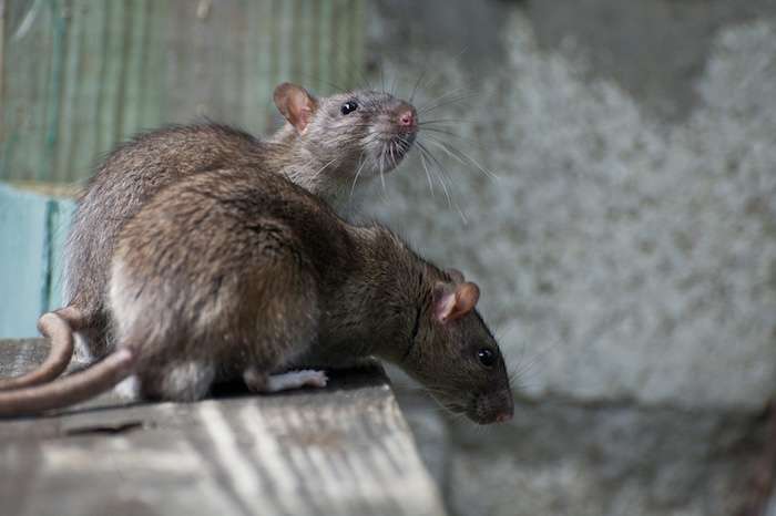 roof rats